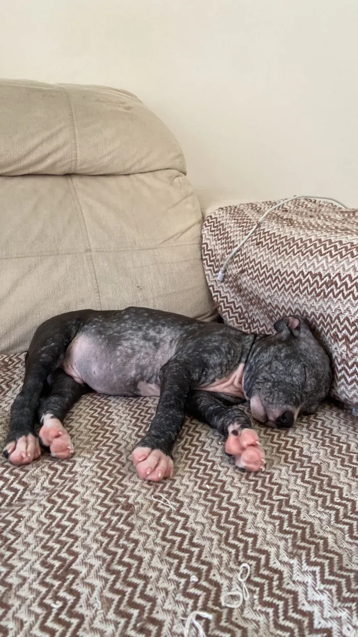 Cachorro raça SRD-ViraLata idade 2 a 6 meses nome Vitorino