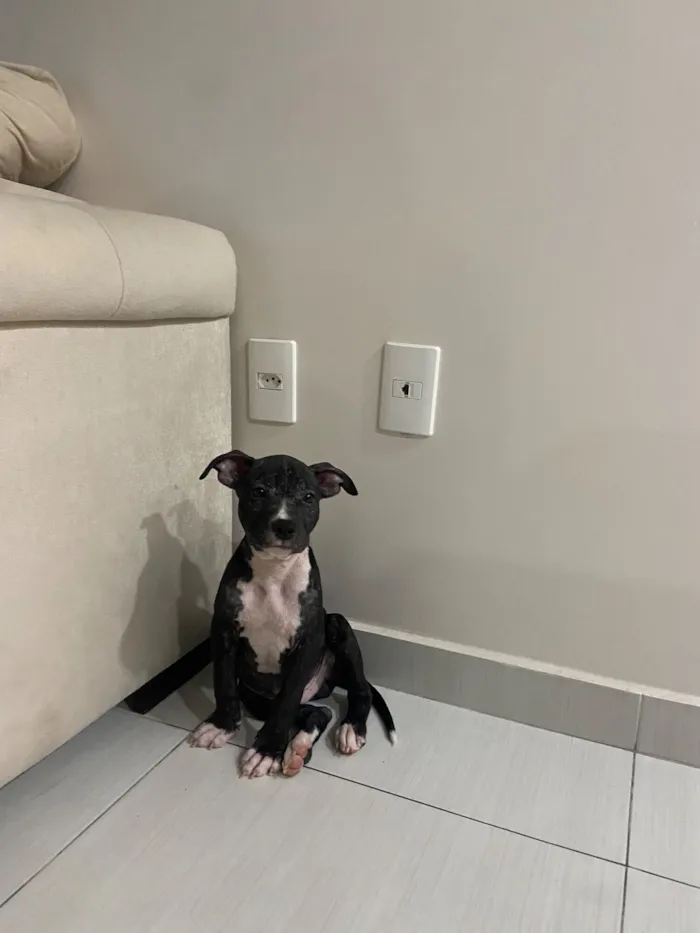 Cachorro raça SRD-ViraLata idade 2 a 6 meses nome Vitorino