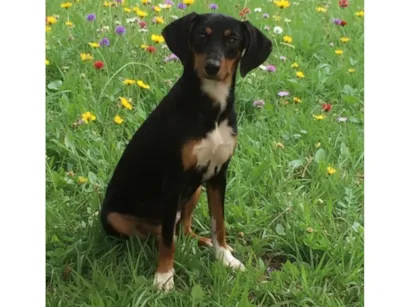 Cachorro raça SRD-ViraLata idade 7 a 11 meses nome Penélope 