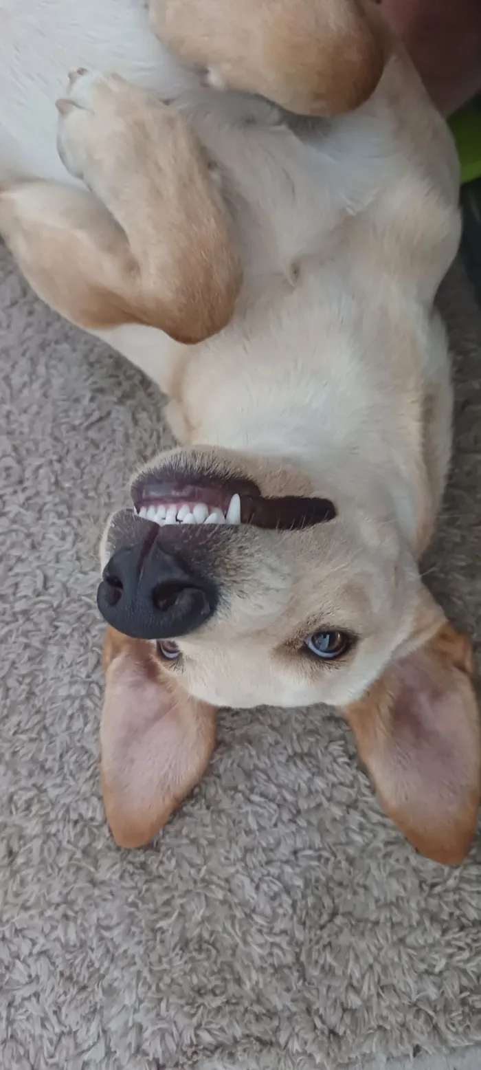 Cachorro raça SRD-ViraLata idade 1 ano nome Branca 