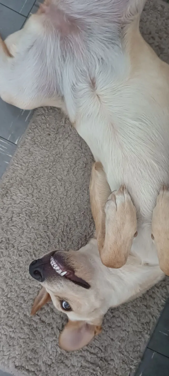 Cachorro raça SRD-ViraLata idade 1 ano nome Branca 