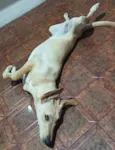 Cachorro raça SRD-ViraLata idade 1 ano nome Branca 