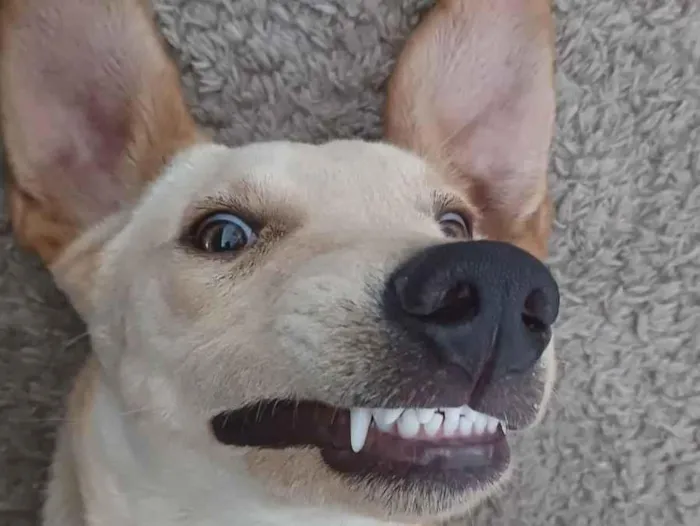 Cachorro raça SRD-ViraLata idade 1 ano nome Branca 