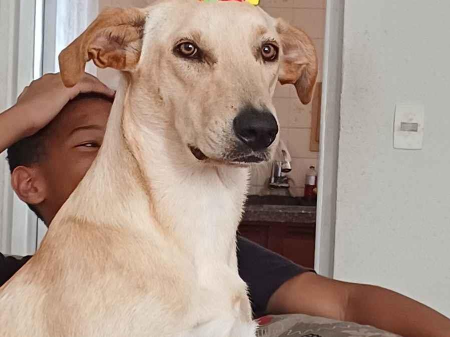 Cachorro raça SRD-ViraLata idade 1 ano nome Branca 