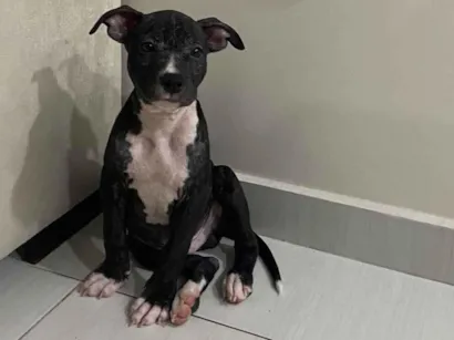 Cachorro raça SRD-ViraLata idade 2 a 6 meses nome Vitorino