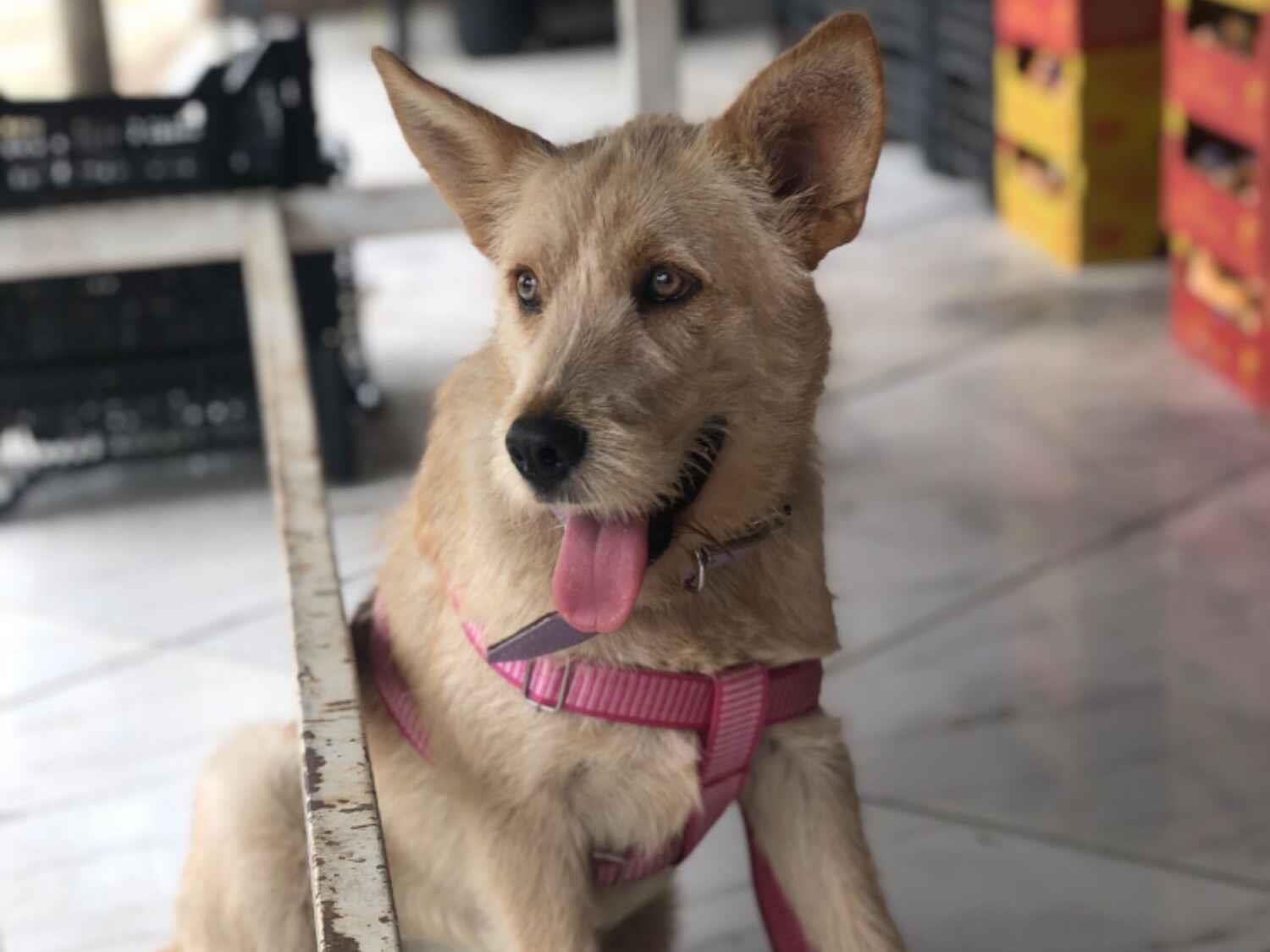 Cachorro raça Pastor Alemão idade 7 a 11 meses nome Sol