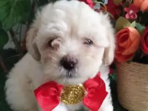 Cachorro raça Poodle idade 2 a 6 meses nome Luiz Carlos da Silva Silva