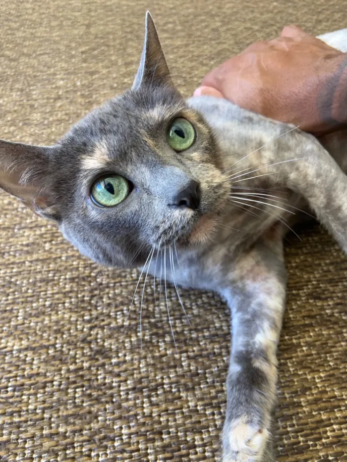 Gato raça SRD-ViraLata idade 6 ou mais anos nome Selina 