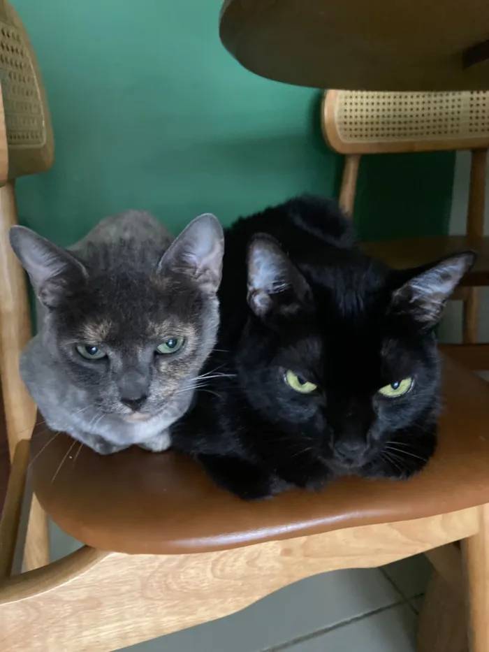 Gato raça SRD-ViraLata idade 6 ou mais anos nome Selina 