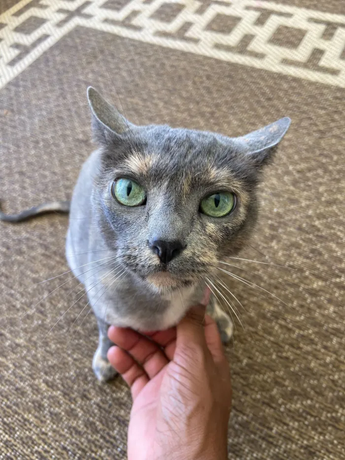 Gato raça SRD-ViraLata idade 6 ou mais anos nome Selina 