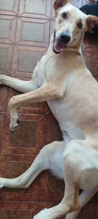 Cachorro raça SRD-ViraLata idade 1 ano nome Branca 