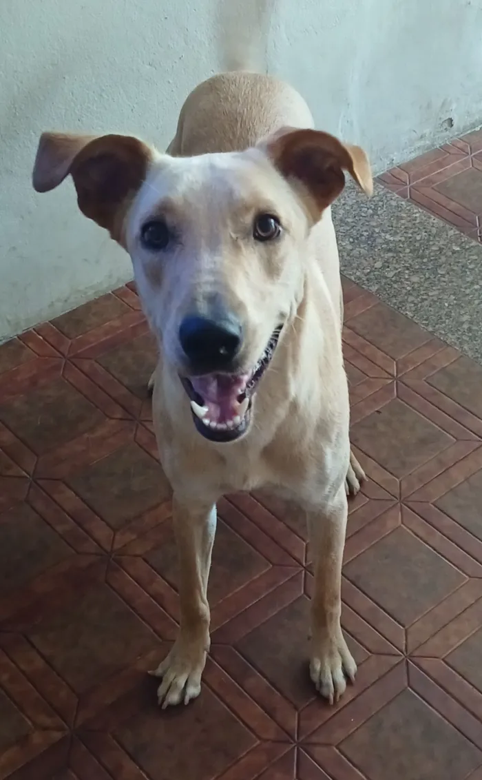 Cachorro raça SRD-ViraLata idade 1 ano nome Branca 