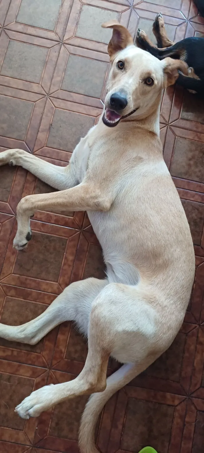 Cachorro raça SRD-ViraLata idade 1 ano nome Branca 