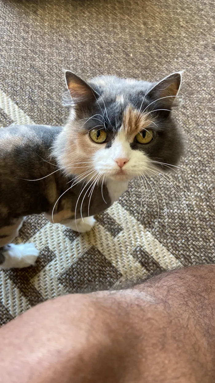 Gato raça SRD-ViraLata idade 6 ou mais anos nome Jasmine 