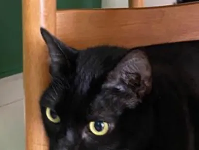 Gato raça SRD-ViraLata idade 4 anos nome Magie 