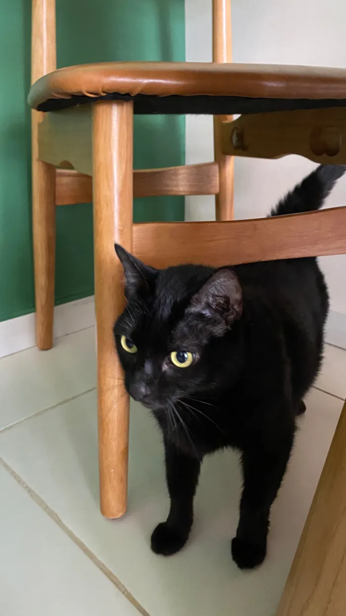 Gato raça SRD-ViraLata idade 4 anos nome Magie 