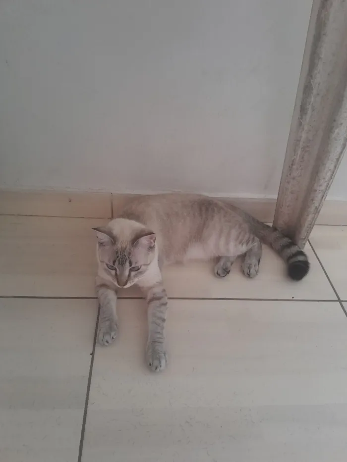 Gato raça SRD-ViraLata idade 7 a 11 meses nome Lilith