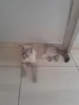 Gato raça SRD-ViraLata idade 7 a 11 meses nome Lilith