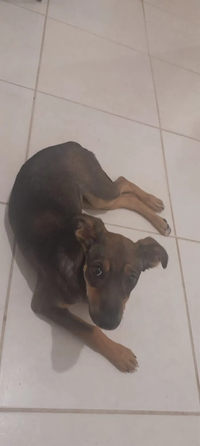 Cachorro raça SRD-ViraLata idade 2 a 6 meses nome VIK