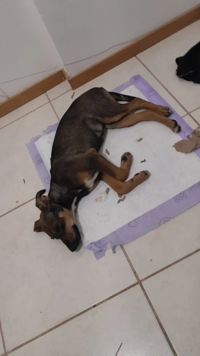 Cachorro raça SRD-ViraLata idade 2 a 6 meses nome VIK