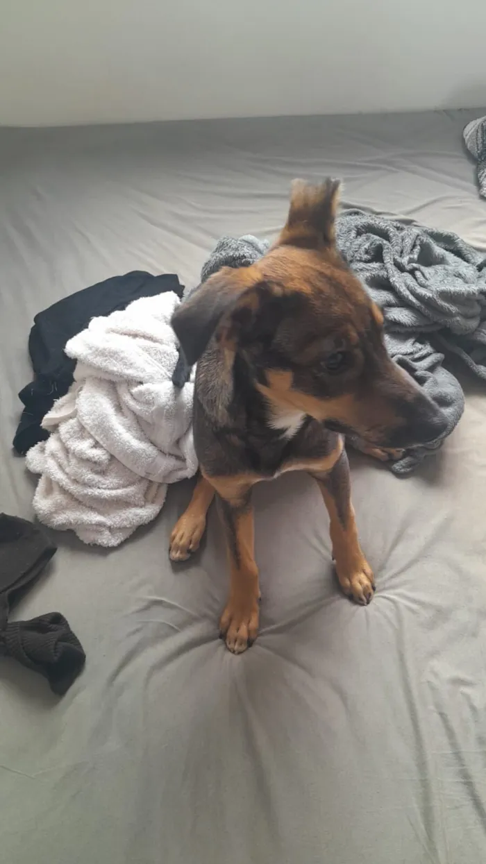 Cachorro raça SRD-ViraLata idade 2 a 6 meses nome VIK