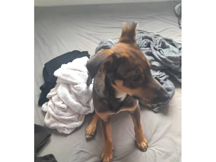 Cachorro raça SRD-ViraLata idade 2 a 6 meses nome VIK