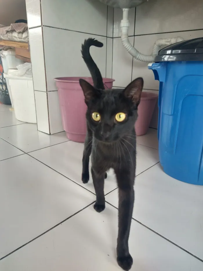 Gato raça SRD-ViraLata idade 2 a 6 meses nome TOFU