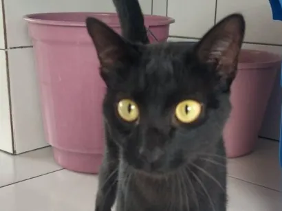 Gato raça SRD-ViraLata idade 2 a 6 meses nome TOFU