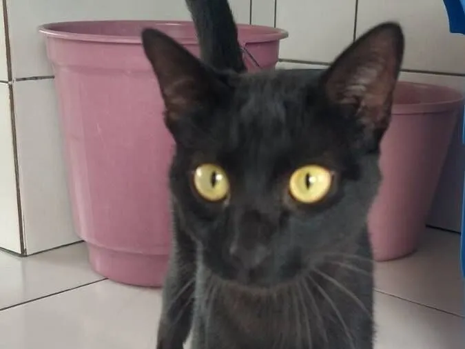 Gato raça SRD-ViraLata idade 2 a 6 meses nome TOFU
