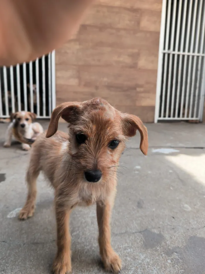 Cachorro raça SRD-ViraLata idade 2 a 6 meses nome aline woitowicz