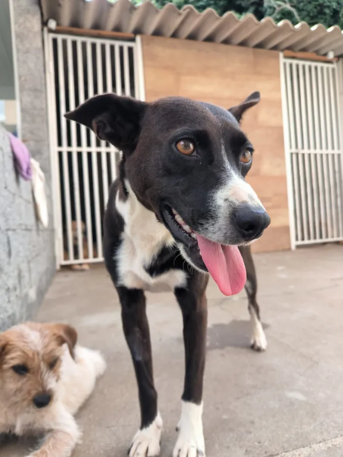 Cachorro raça SRD-ViraLata idade 2 a 6 meses nome aline woitowicz