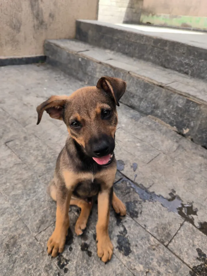 Cachorro raça SRD-ViraLata idade 2 a 6 meses nome aline woitowicz