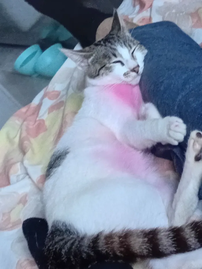 Gato raça SRD-ViraLata idade 7 a 11 meses nome Pink