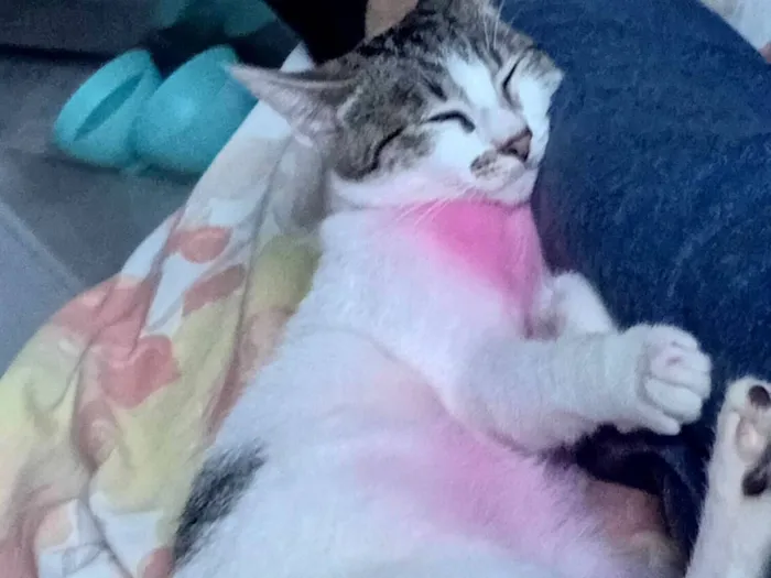 Gato raça SRD-ViraLata idade 7 a 11 meses nome Pink