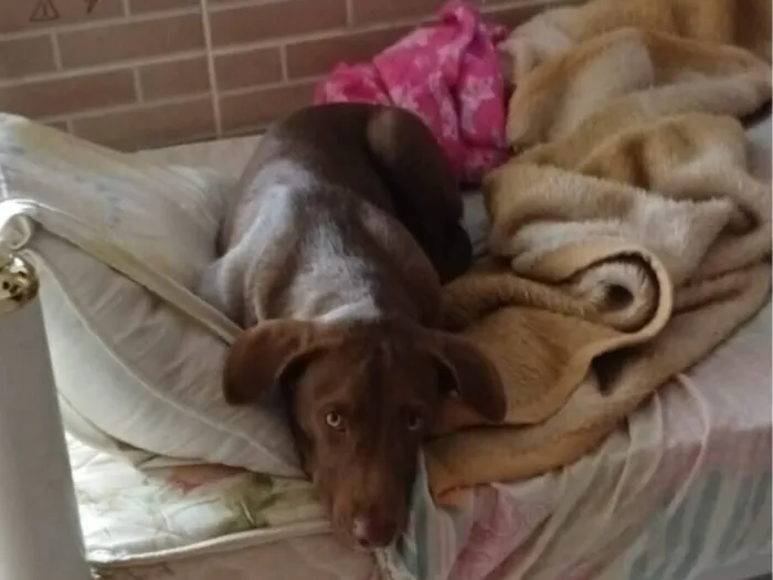 Cachorro raça SRD-ViraLata idade 1 ano nome Thor