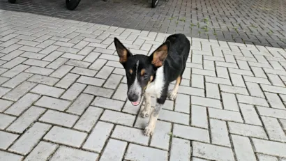 Cachorro raça SRD-ViraLata idade 2 anos nome Não sei 