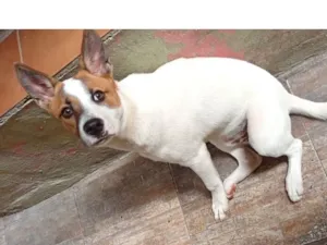 Cachorro raça SRD-ViraLata idade 7 a 11 meses nome Marley bb7meses porte P