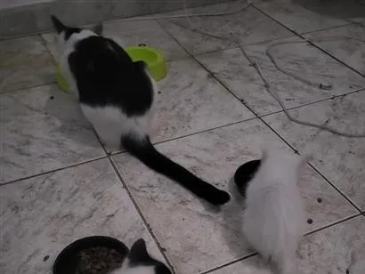 Gato raça SRD-ViraLata idade 2 a 6 meses nome Sem nome 