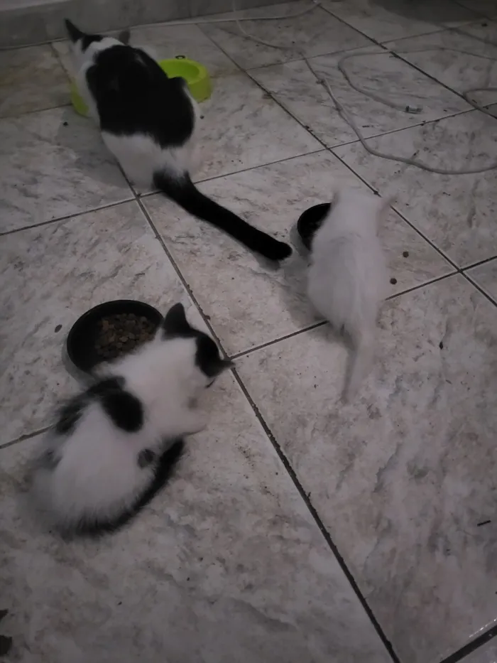 Gato raça SRD-ViraLata idade 2 a 6 meses nome Sem nome 