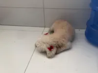 Cachorro raça Poodle idade 6 ou mais anos nome Nina