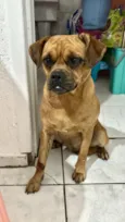 Cachorro raça SRD-ViraLata idade 1 ano nome Nutella 1 aninho um amor 