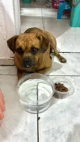 Cachorro raça SRD-ViraLata idade 1 ano nome Nutella 1 aninho um amor 