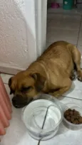 Cachorro raça SRD-ViraLata idade 1 ano nome Nutella 1 aninho um amor 