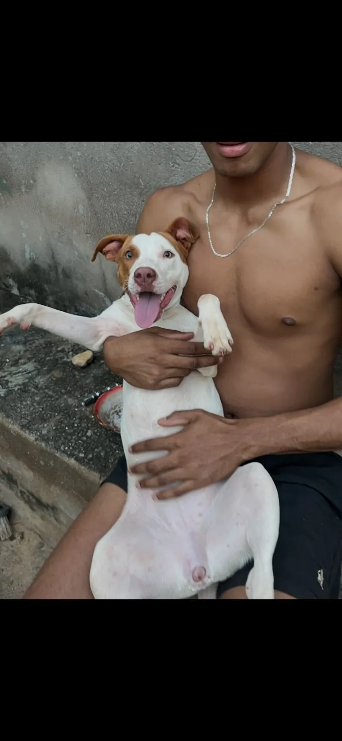 ADOÇÃO RESPONSÁVEL – PITBULL MIX