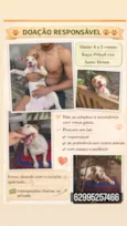 Cachorro raça Pit-Bull idade 2 a 6 meses nome ADOÇÃO RESPONSÁVEL – PITBULL MIX