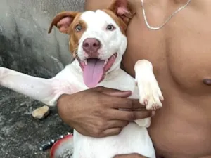 Cachorro raça Pit-Bull idade 2 a 6 meses nome ADOÇÃO RESPONSÁVEL – PITBULL MIX