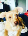 Cachorro raça SRD-ViraLata idade 5 anos nome Lili