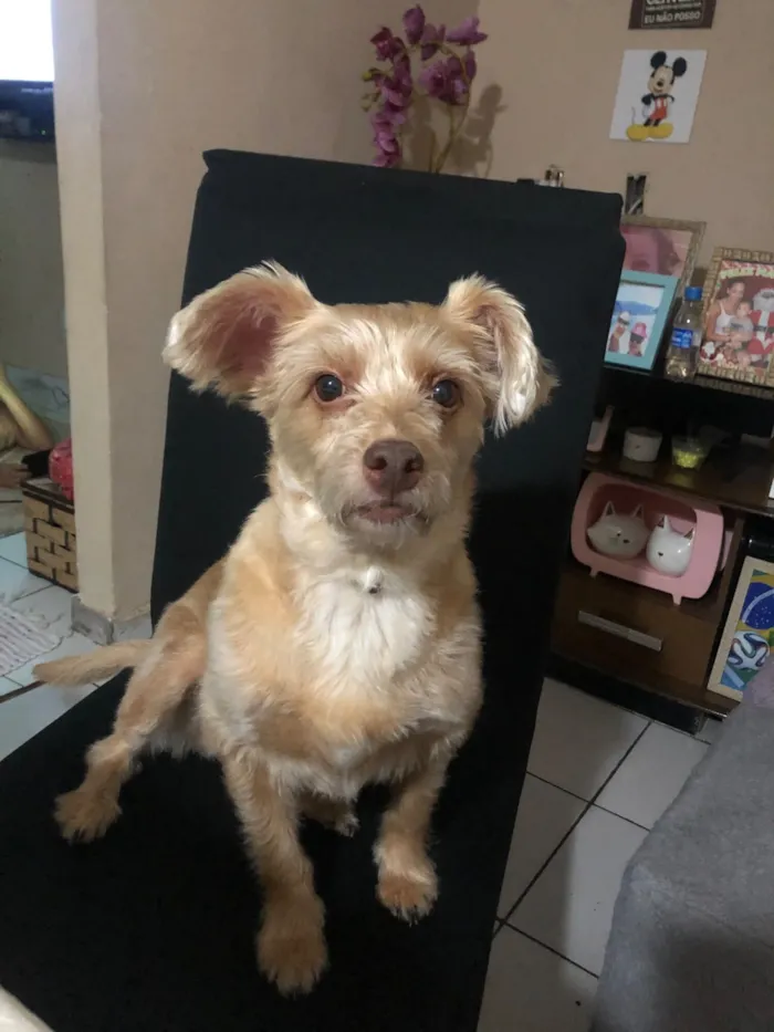 Cachorro raça SRD-ViraLata idade 5 anos nome Lili