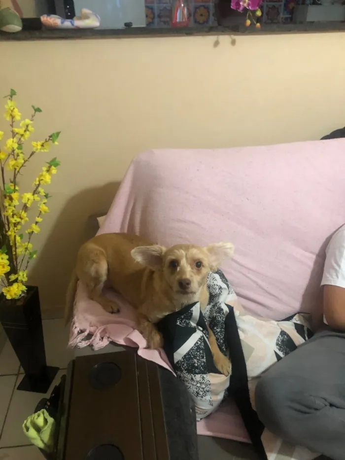 Cachorro raça SRD-ViraLata idade 5 anos nome Lili