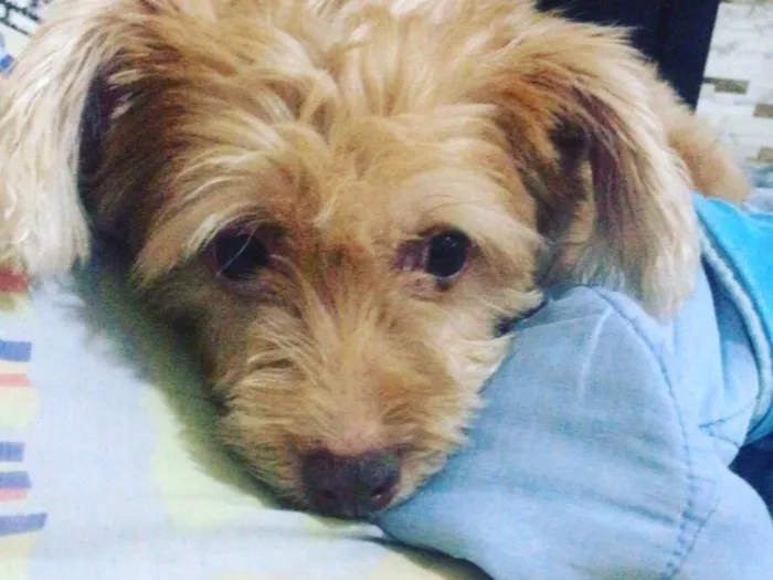 Cachorro raça SRD-ViraLata idade 5 anos nome Lili